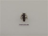 藏品(緬甸銹胸天牛)的圖片